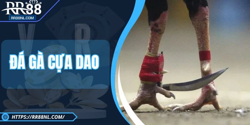 Đá Gà Cựa Dao RR88 - Thể Loại Đấu Kê Đối Kháng Cực Cao