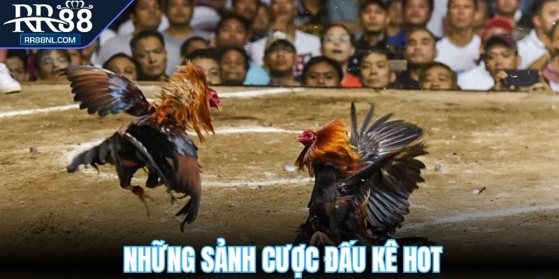 Những sảnh cược đấu kê đang chiếm sóng thị trường